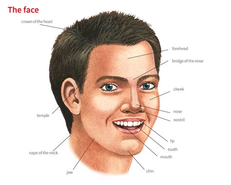 how to describe cheeks.